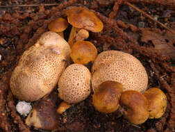 Image of Pseudoboletus parasiticus (Bull.) Šutara 1991