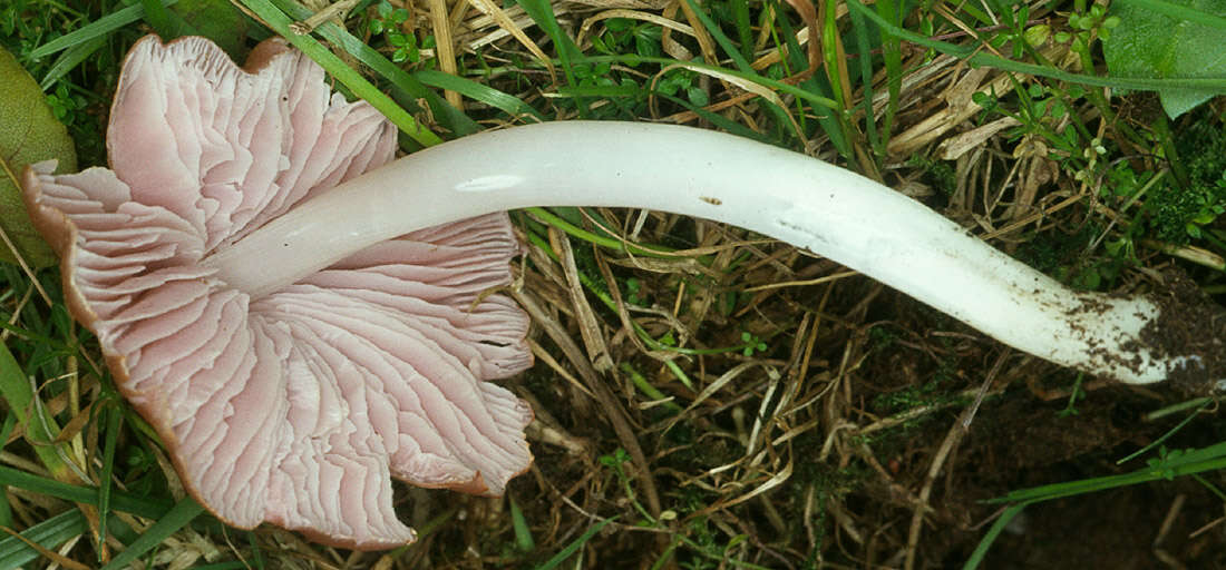 Image of Pink waxcap