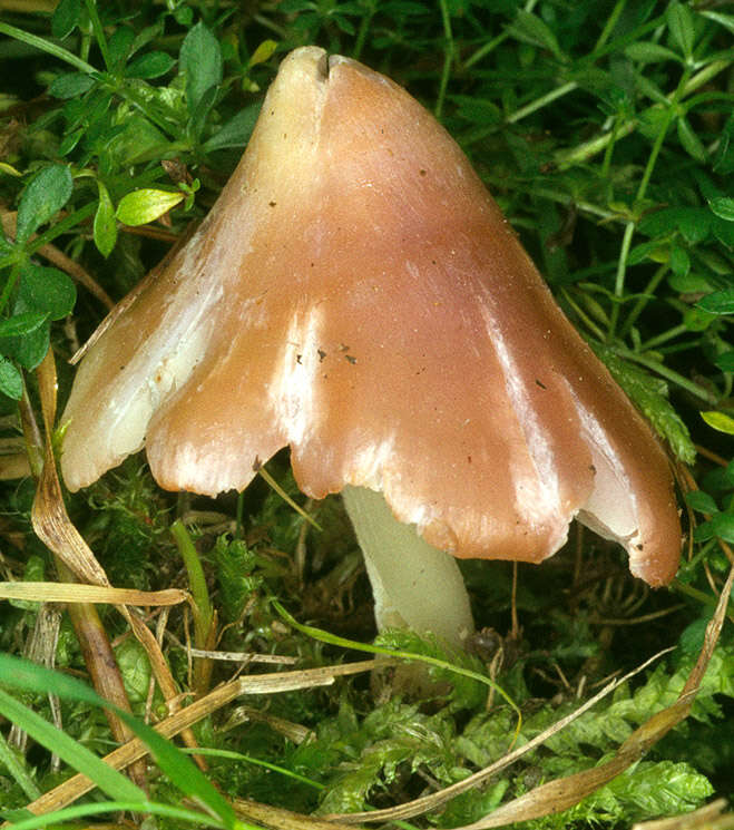 Image of Pink waxcap