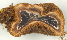 Image of Marbled Deer Truffle