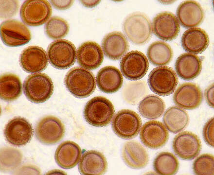 Imagem de Elaphomyces muricatus Fr. 1829