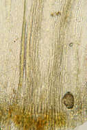 Image of ptilium moss