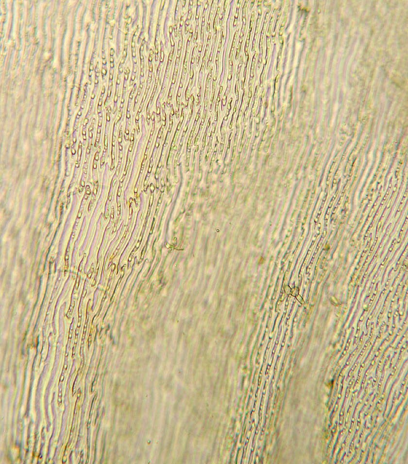 Image of ptilium moss