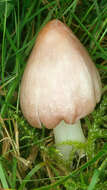 Image of Pink waxcap