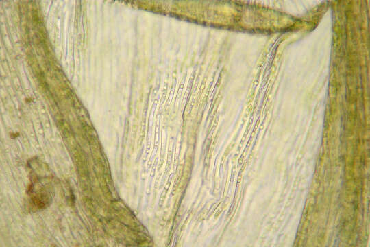 Image of ptilium moss