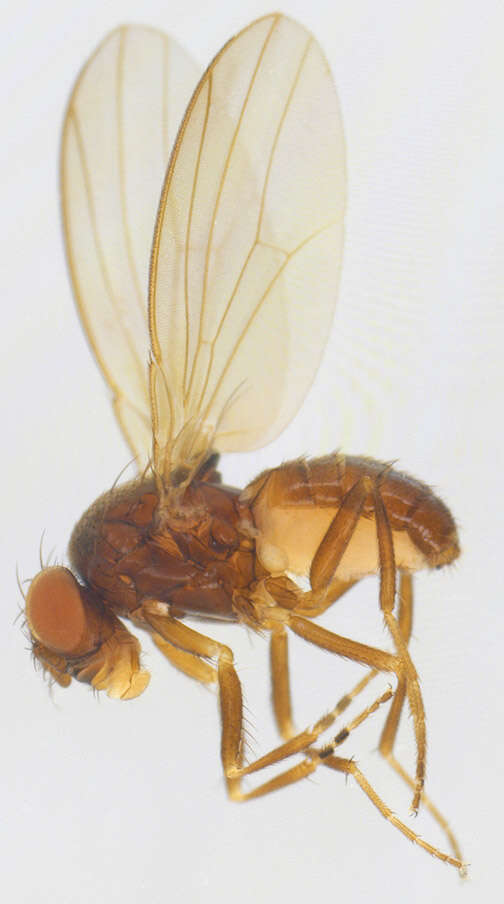 Image of Drosophila subobscura Collin 1936