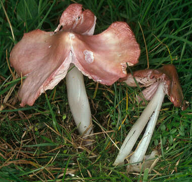 Image of Pink waxcap