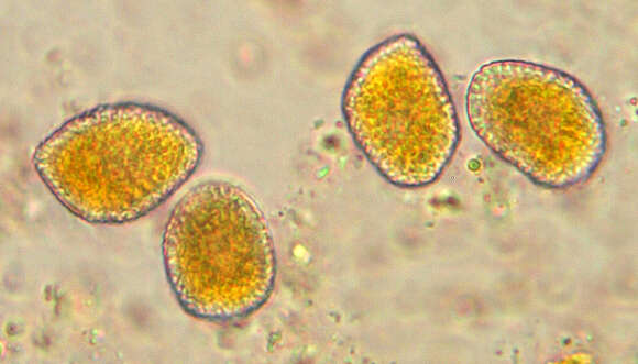 Image de Coleosporium tussilaginis (Pers.) Lév. 1849