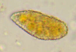 Image de Coleosporium tussilaginis (Pers.) Lév. 1849