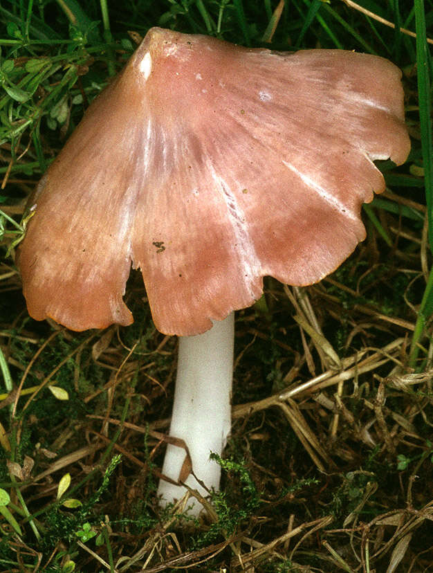 Image of Pink waxcap