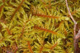 Image of hylocomium feather moss