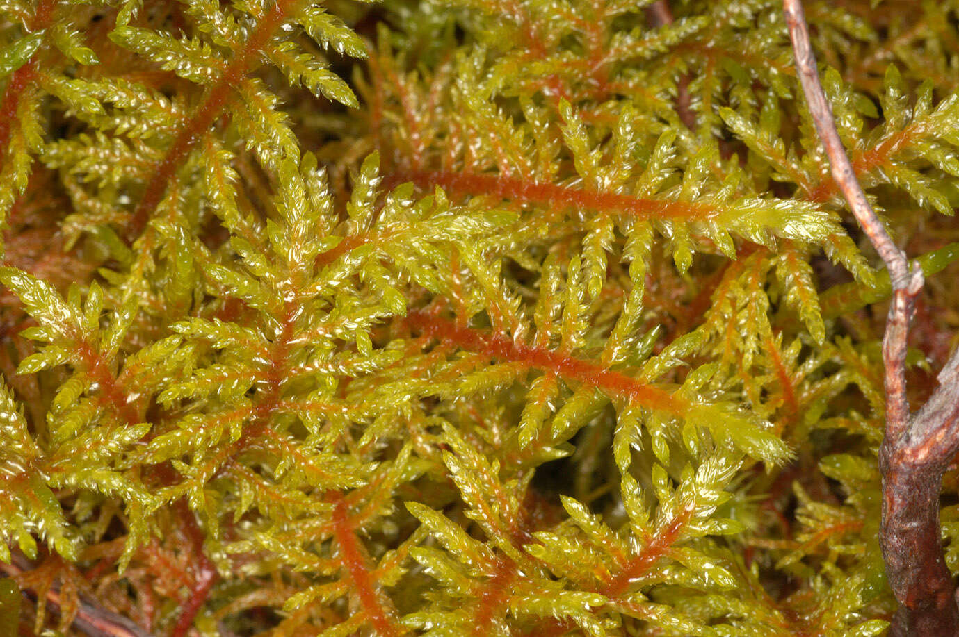 Image of hylocomium feather moss