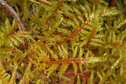 Image of hylocomium feather moss