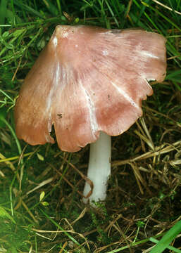 Image of Pink waxcap