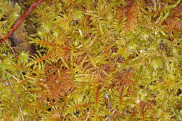 Image of hylocomium feather moss