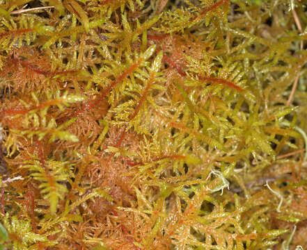 Image of hylocomium feather moss