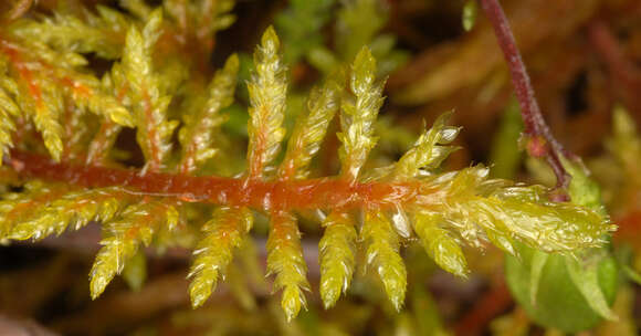 Image of hylocomium feather moss