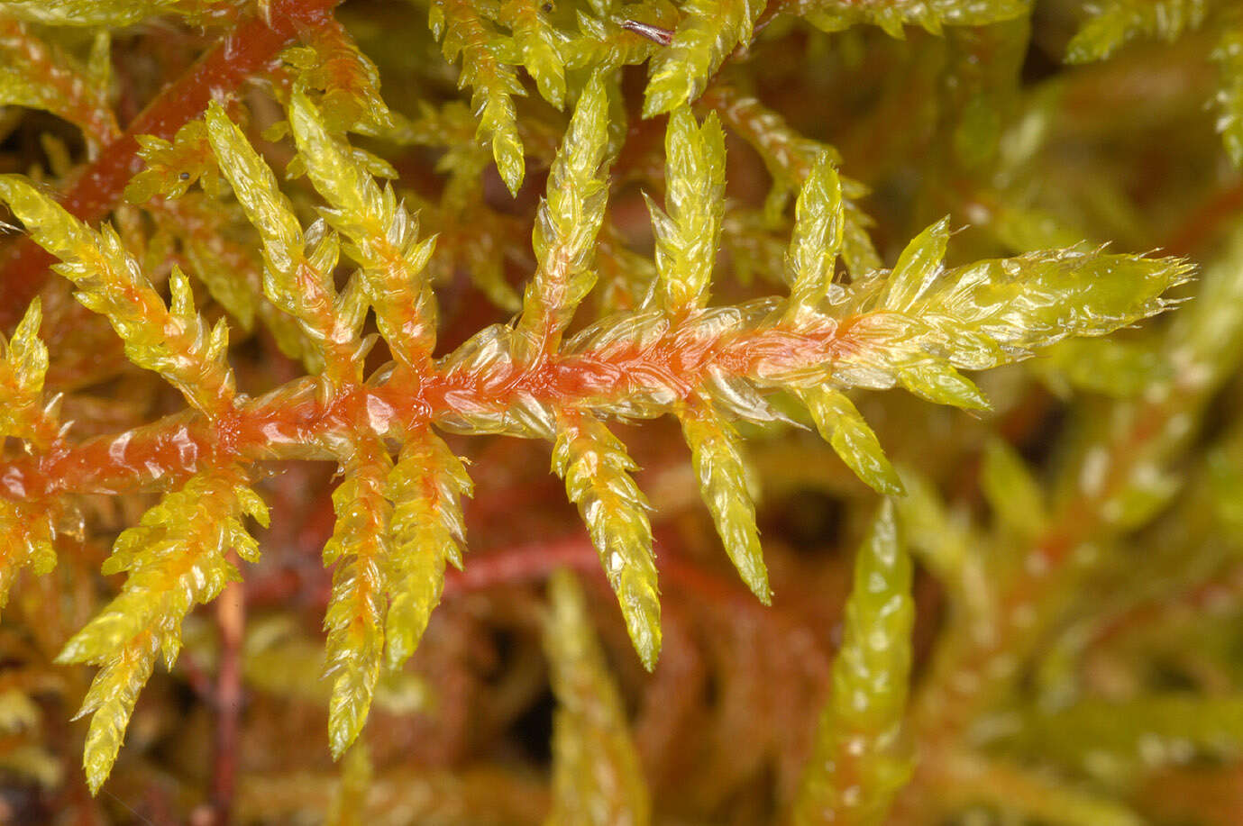 Image of hylocomium feather moss