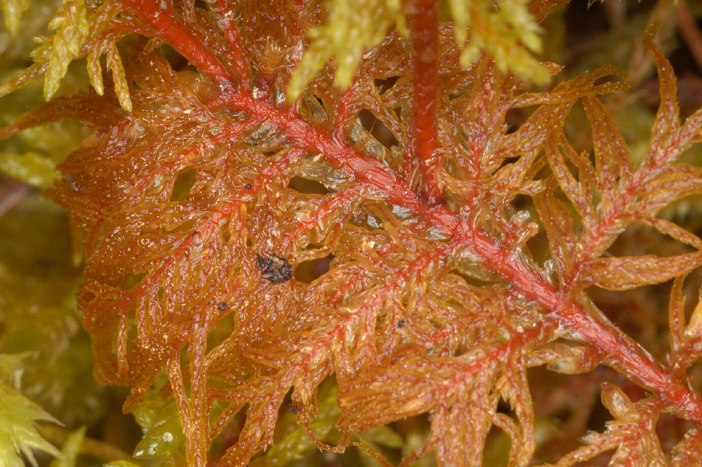 Image of hylocomium feather moss