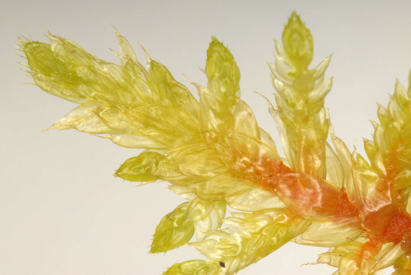 Image of hylocomium feather moss