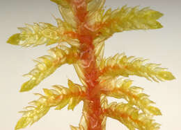 Image of hylocomium feather moss