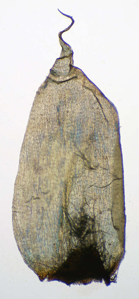 Image of hylocomium feather moss