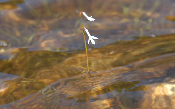 Plancia ëd Lobelia dortmanna L.