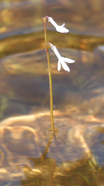 Image de Cardinale de Dortmann