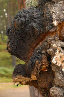 Image of Chaga