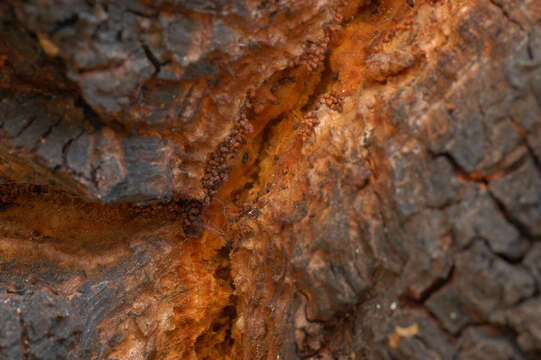 Image of Chaga