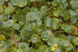 Imagem de Hydrocotyle vulgaris L.