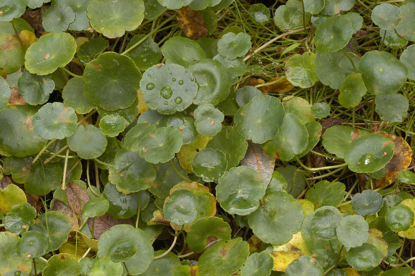 Imagem de Hydrocotyle vulgaris L.