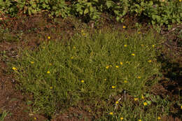 Image of Lesser Spearwort