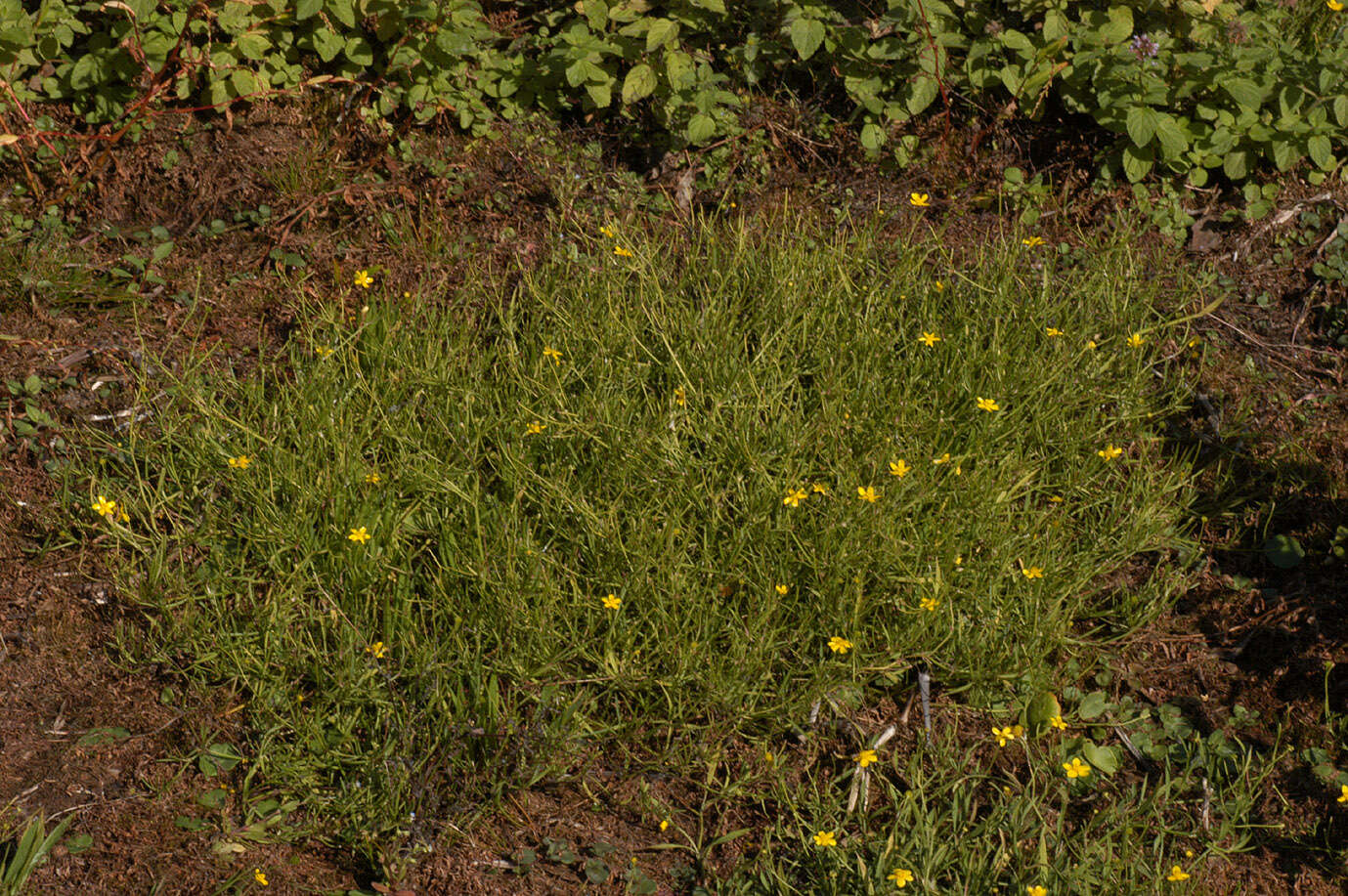 Image of Lesser Spearwort