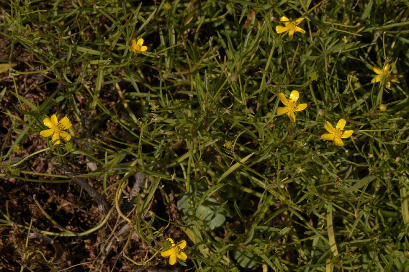 Image of Lesser Spearwort