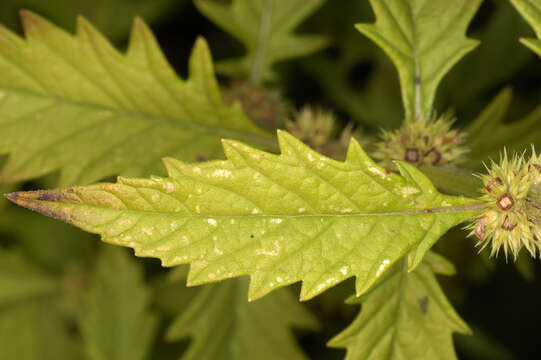 Image of Bugleweed