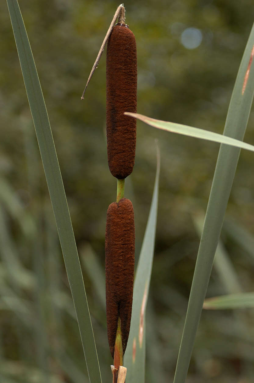 Image of broadleaf cattail