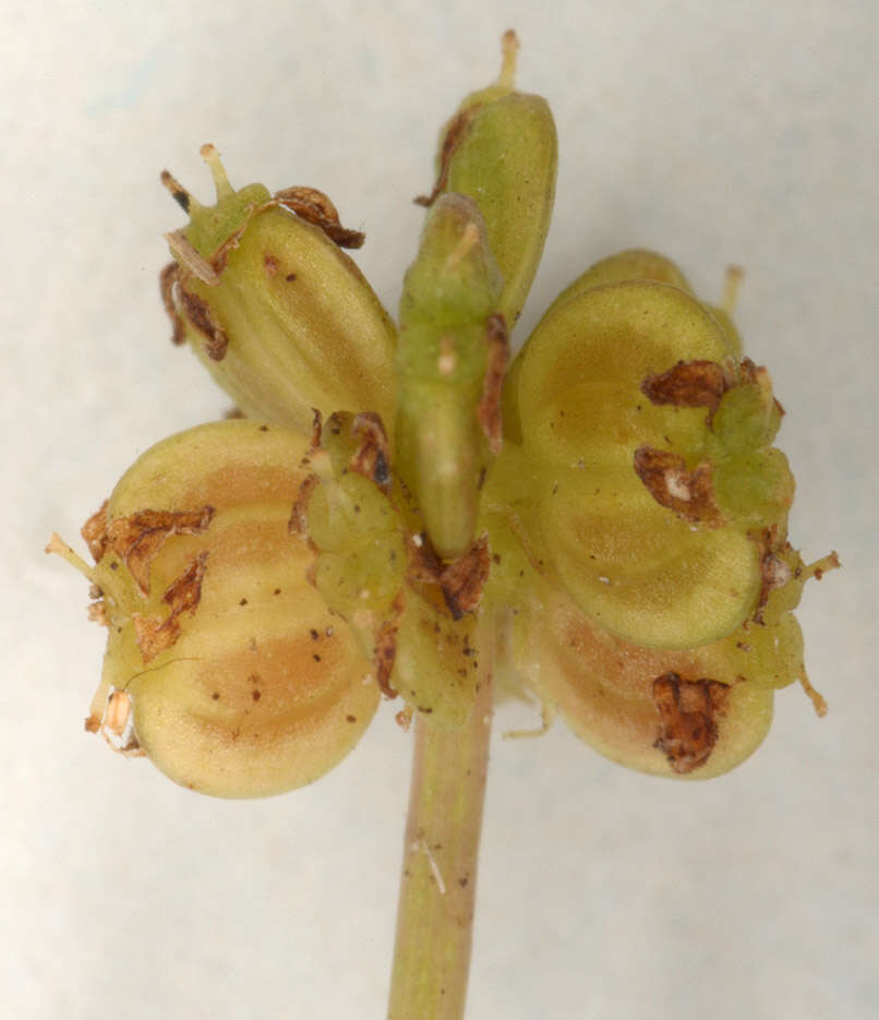 Image of Marsh Pennywort