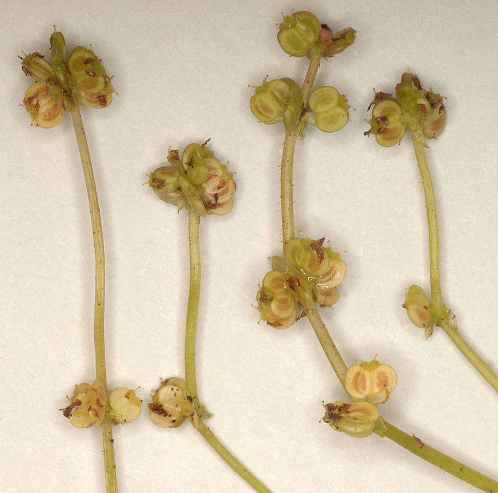 Image of Marsh Pennywort