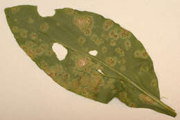 Image of Puccinia arenariae (Schumach.) J. Schröt. 1880