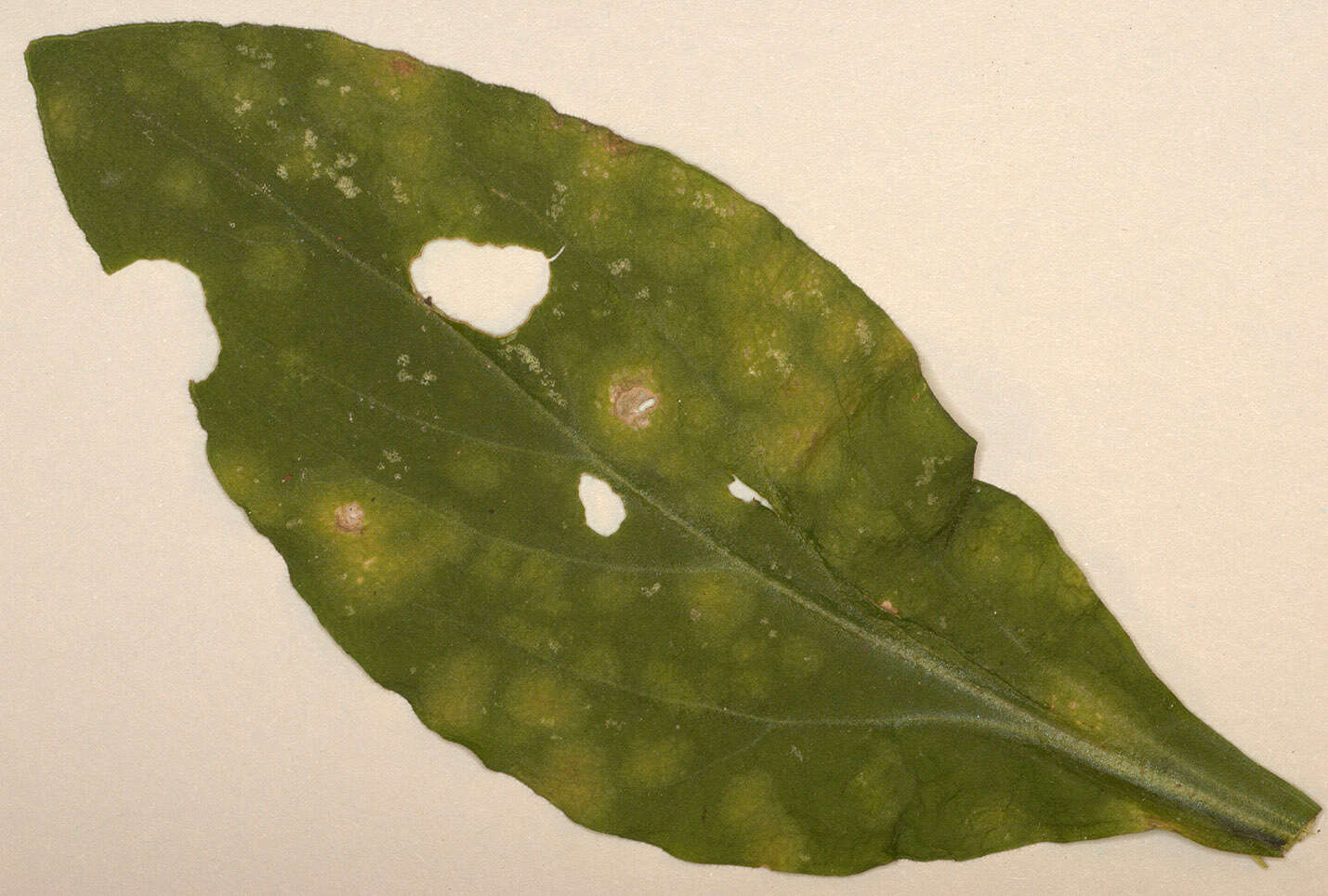 Image of Puccinia arenariae (Schumach.) J. Schröt. 1880