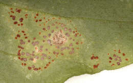 Image of Puccinia arenariae (Schumach.) J. Schröt. 1880