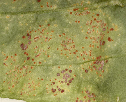 Image of Puccinia arenariae (Schumach.) J. Schröt. 1880