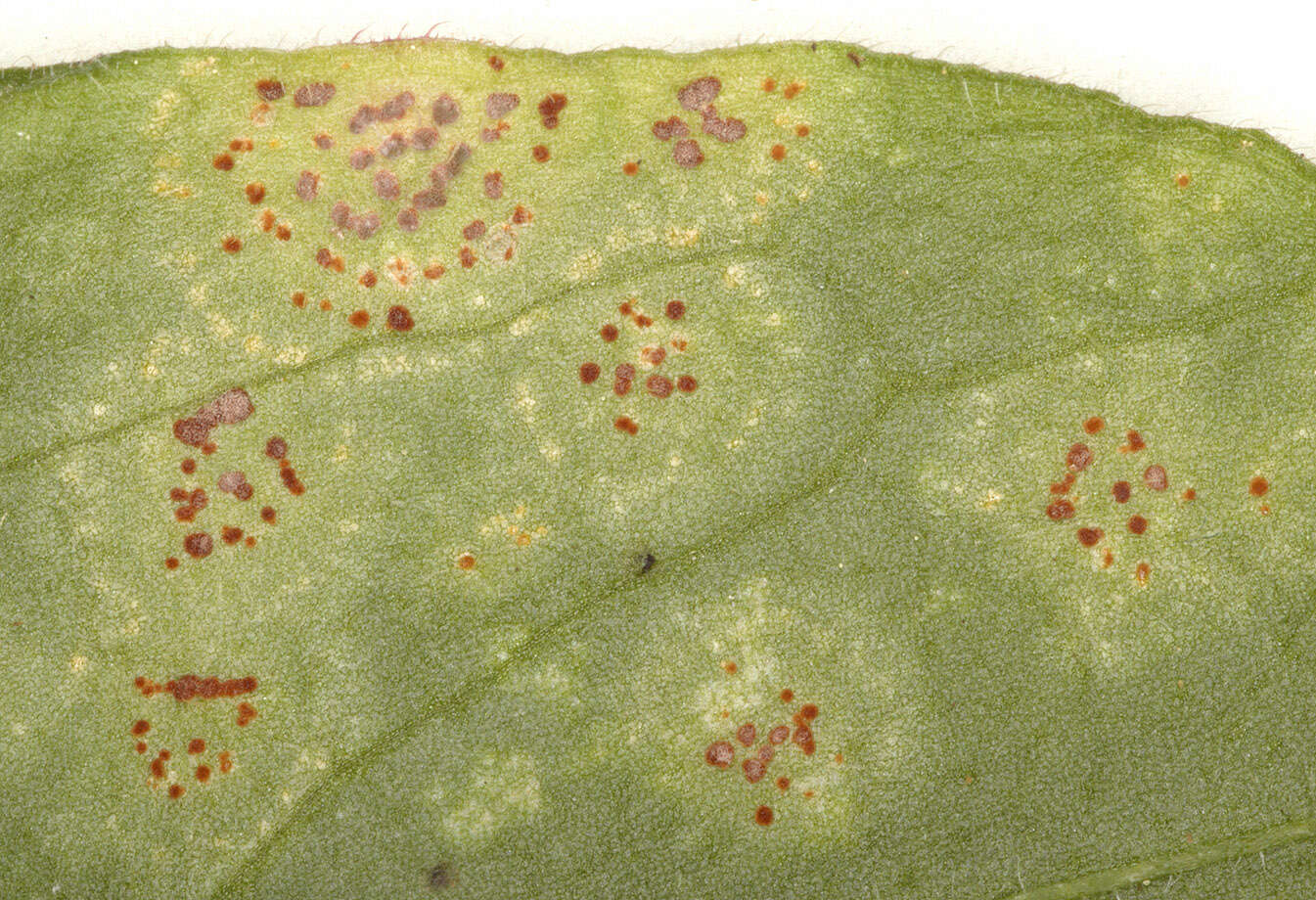 Image of Puccinia arenariae (Schumach.) J. Schröt. 1880