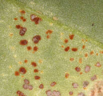 Image of Puccinia arenariae (Schumach.) J. Schröt. 1880