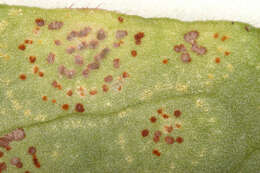 Image of Puccinia arenariae (Schumach.) J. Schröt. 1880