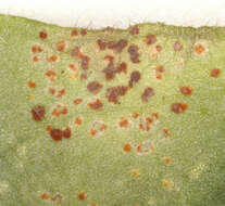 Image of Puccinia arenariae (Schumach.) J. Schröt. 1880