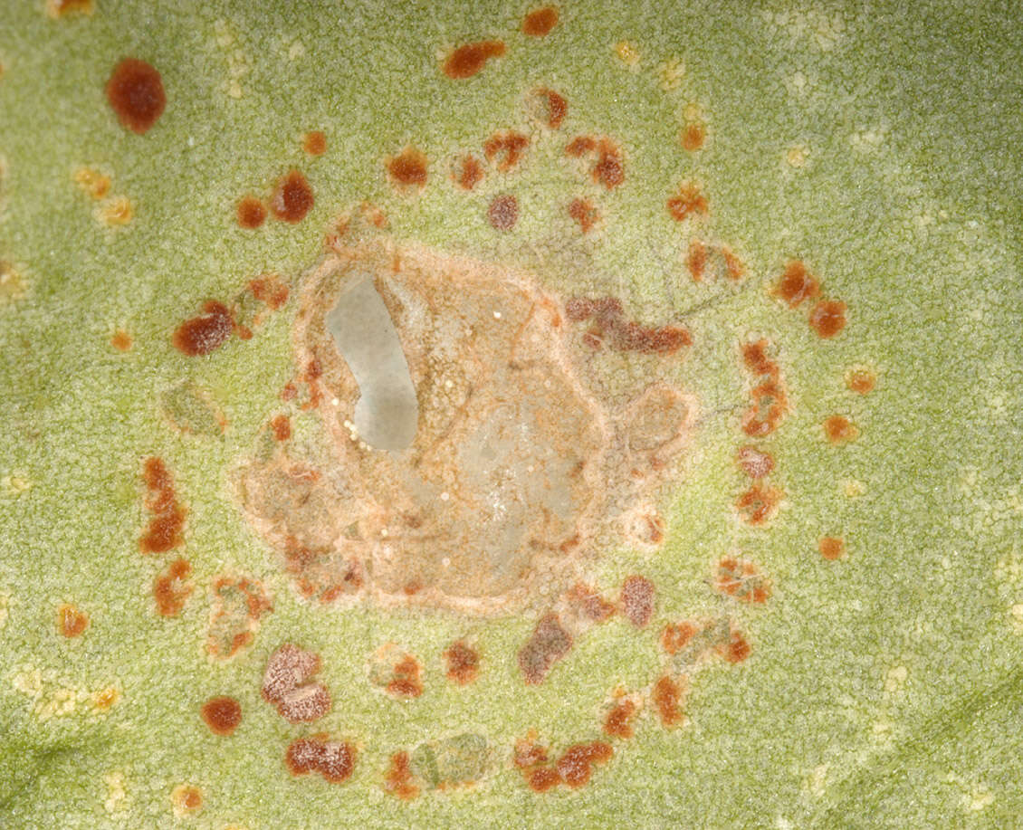 Image of Puccinia arenariae (Schumach.) J. Schröt. 1880