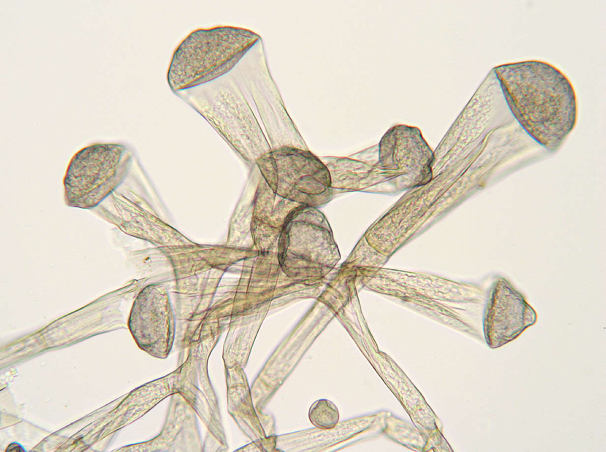 صورة Syzygites