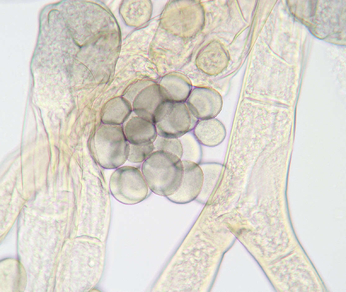 Image of Syzygites